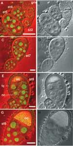 Expression of grauzone during Drosophila oogenesis viewed by confocoal microscopy.  Grauzone mutations disrupt embryonic development.