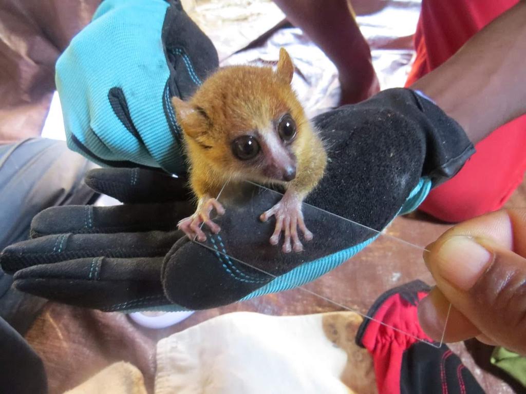 mouse lemur on a slide