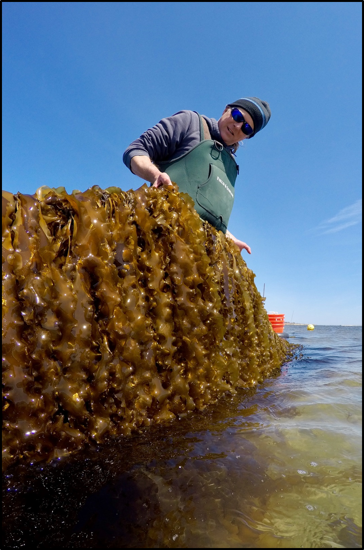 sugar kelp