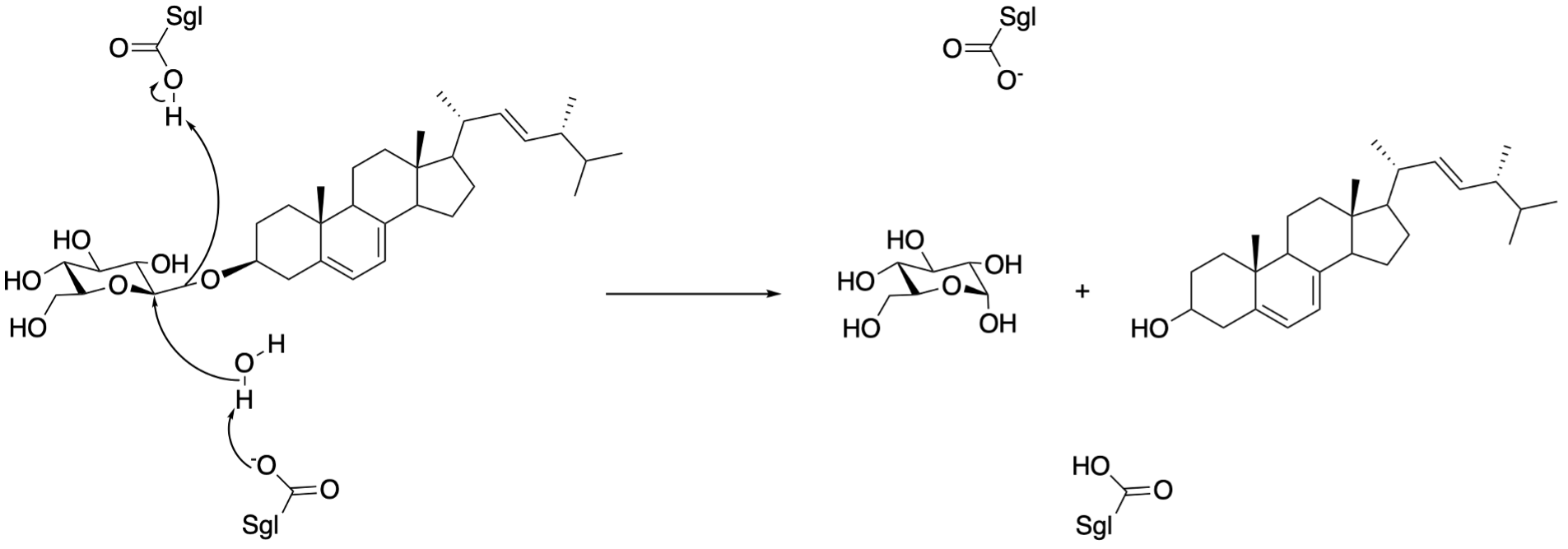 ErgGlc hydrolysis by sterylglucosidase
