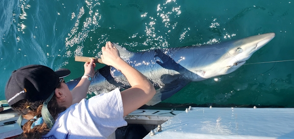 Jordan Russo tagging a shark